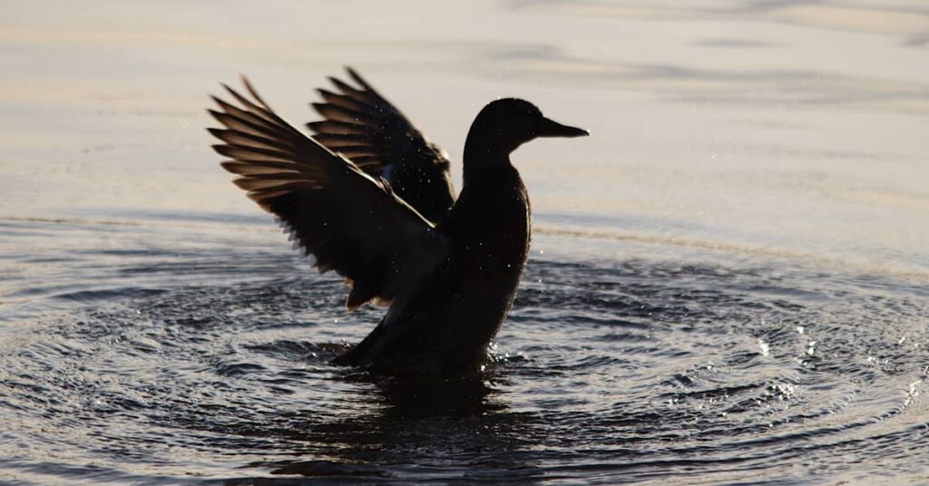 upptäck framtidens vingar – en visionär resa genom innovation, teknik och hållbarhet. låt dina drömmar lyfta mot nya höjder med våra banbrytande lösningar för en ljusare framtid.