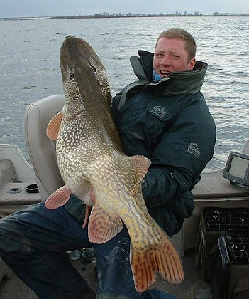 upptäck fascinerande fakta om gädda och dess naturliga livsmiljöer. lär dig om vägarna i sverige som leder till de bästa fiskeställena för att fånga denna legendariska fisk.