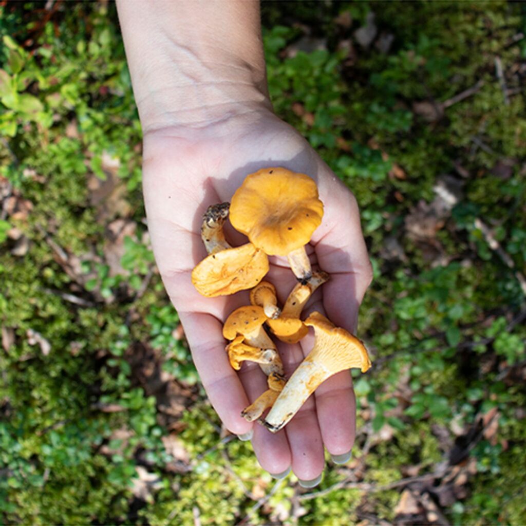 upptäck orsakerna till varför kantareller kanske saknas i skogarna. lär dig om väderförhållanden, jordmånsfaktorer och andra miljöaspekter som påverkar kantarellens tillväxt och spridning. få tips på var du kan hitta dessa delikata svampar nästa gång!