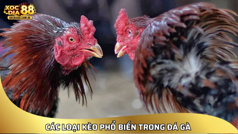 XOCDIA88 – LINK XÓC ĐĨA 88 | CHƠI XÓC ĐĨA ONLINE MIỄN PHÍ [2026]