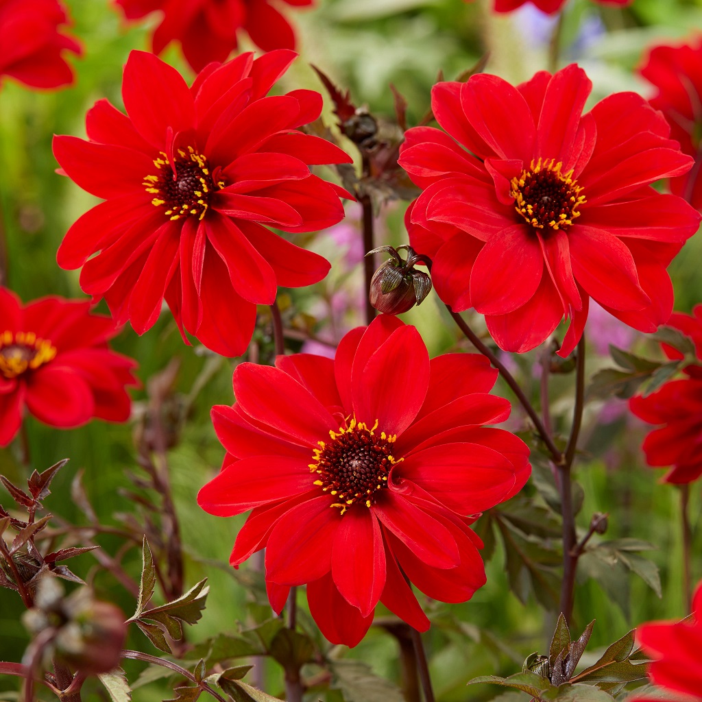 upptäck dramatiken när dahlins förlovade hamnar i livsfara. läs mer om vad som hände och hur situationen utvecklades.