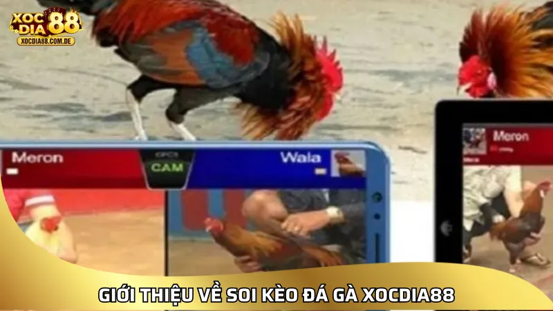 XOCDIA88 – LINK XÓC ĐĨA 88 | CHƠI XÓC ĐĨA ONLINE MIỄN PHÍ [2026]
