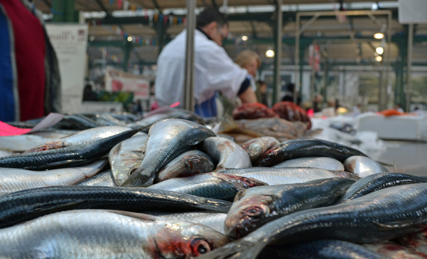 läs en djupgående kritik av strömmingskvoten och dess påverkan på fiskebestånd, miljö och kustsamhällen. utforska expertåsikter och möjliga lösningar.