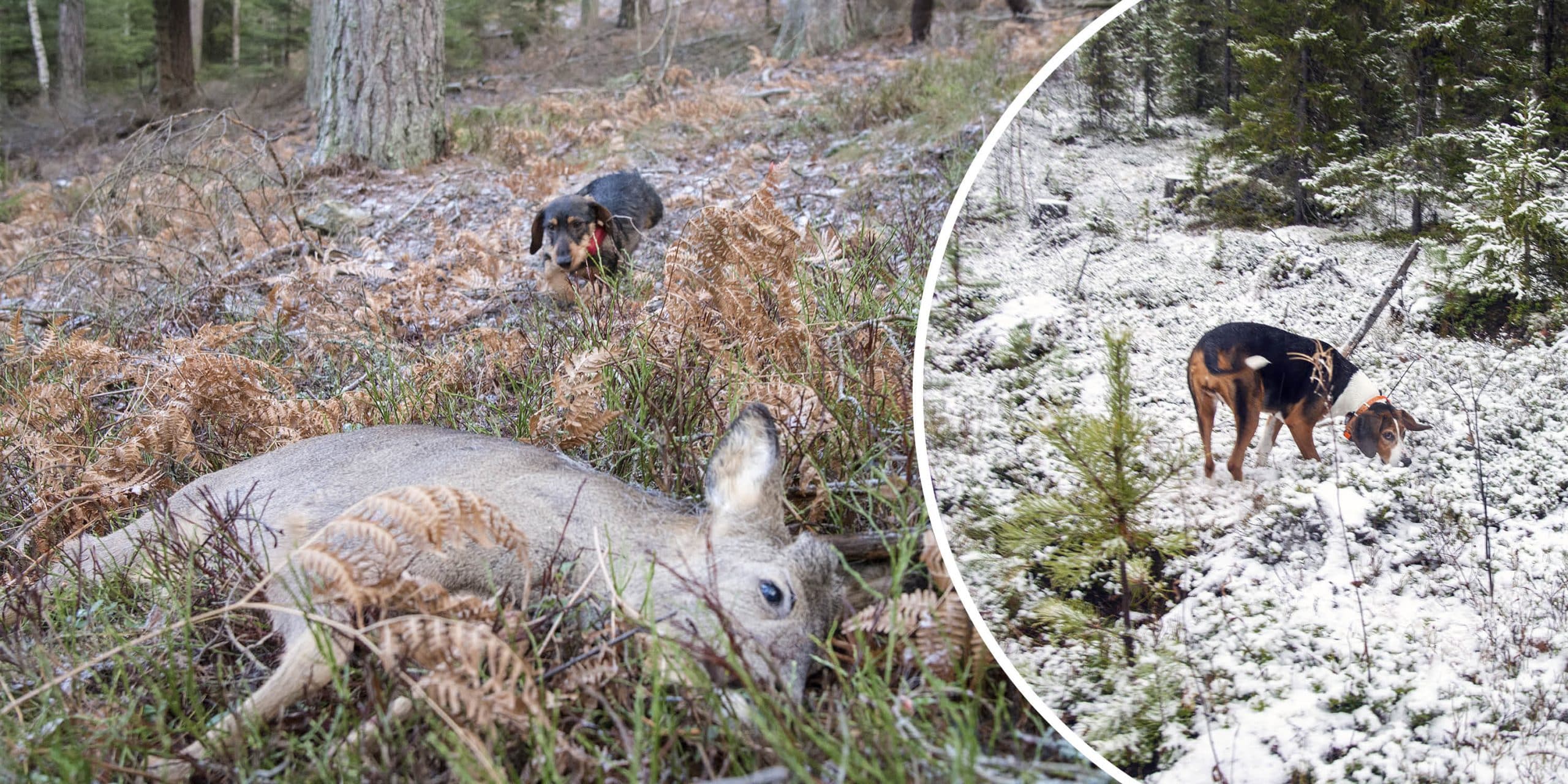 upptäck vad det betyder att känna sig skrämd, varför vi ibland blir rädda och hur du kan hantera dessa känslor. lär dig mer om känslor och självutveckling.