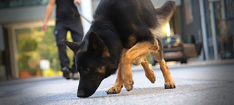 upptäck hur narkotikahundar används effektivt för att bekämpa gängvåld och droghandel i sverige. läs mer om polisens arbete och framgångar.