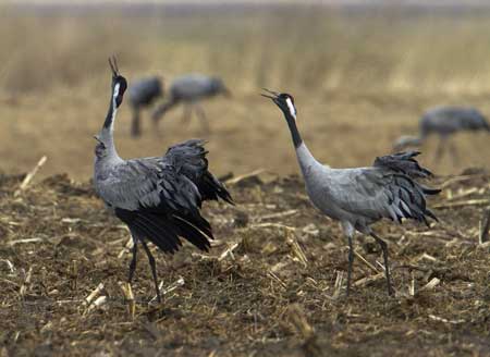 upptäck vad en tränarkonflikt innebär, vanliga orsaker bakom konflikter mellan tränare och hur de kan hanteras effektivt för bättre laganda och prestation.